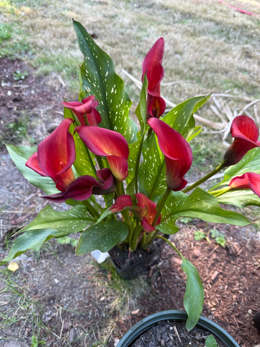 New plants for the&nbsp;garden