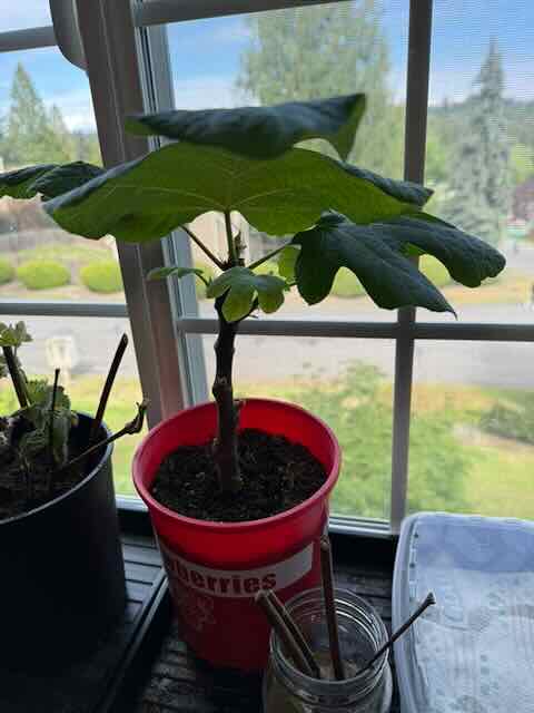 Growing Mango, Nectarine & Fig from&nbsp;Scratch
